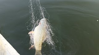 Amazing Fish Mrigal Fish🐠🐋🐟 Catch  Mrigal Fish Catching Fish Fishing In Net Fishing Village Fishing [upl. by Kalasky]