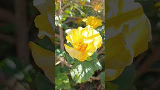 Hibisco amp Bird 💛🌺🌳🐦nature flowerssunnydayspring yellowflowersbirdscolors lovebeautifulday 💛 [upl. by Allez]