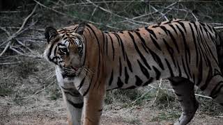 Tiger Kids Chota Matkasur Tadoba Andheri [upl. by Leugimsiul]