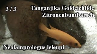 Tanganjika Goldcichlide  Zitronenbuntbarsch  Neolamprologus lelupi 0303 [upl. by Ehrsam]