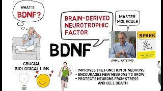 BDNF Exercise and the Brain [upl. by Mortie]