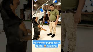 Rottweiler puppy learn speak 🙊 training session 275 shorts [upl. by Inglis183]