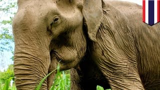 Elefante muere tras más de seis décadas de maltrato en un centro turístico de Tailandia [upl. by Rorry987]