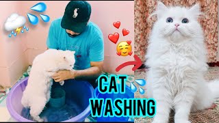 How to bath a cats or kittens at home  Easy way to bath a Persian cat Persian Cat ko kaise nahlaye [upl. by Adest240]