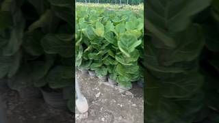 Fiddle leaf fig plant quran duet islam islamic viralvideo shortvideo shorts shortsfeed [upl. by Stacie]