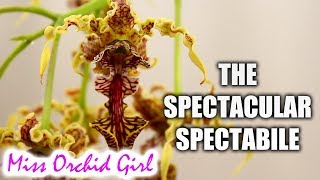 The spectacular Dendrobium spectabile Orchid  Care tips [upl. by Eocsor274]