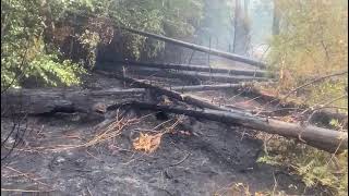 Waldbrand Sächsische Schweiz So sieht es aktuell im Brandgebiet aus [upl. by Bullock489]