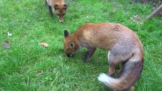 Juvenile Foxes mating [upl. by Hardner]