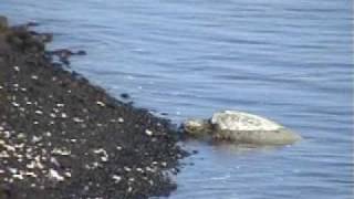 Hawaiian Green Sea Turtles Honu of the Big Island [upl. by Vastha]