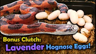 Double Clutch Feature Rat Snakes and Hognose Eggs [upl. by Paulsen]