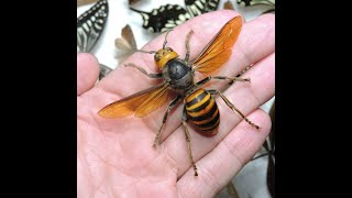 Asian Giant Hornets [upl. by Elleunamme669]