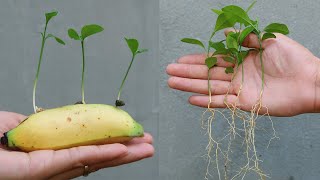 How to Grow Lemons in Bananas at home for beginners [upl. by Studnia]