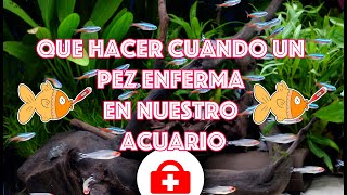 Que hacer cuando un pez 🐟 enferma 🚑 en nuestro acuario [upl. by Yrnehnhoj]