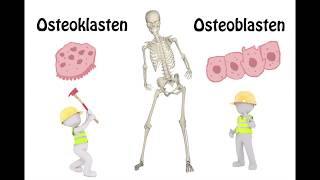 Osteoporose  So schützen Sie sich vor Knochenabbau  nicht nur im Alter und den Wechelsjahren [upl. by Galan]