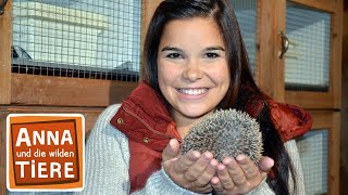 Wie kommt der Igel durch den Winter  Reportage für Kinder  Anna und die wilden Tiere [upl. by Coit]