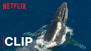 Our Planet  Humpback Whales  Clip  Netflix [upl. by Adav]