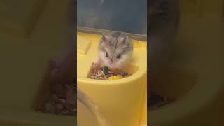 Roborovski Baby Hamster ♥️🐹 roborovskihamster hamsters dwarfhamsters [upl. by Borchers]