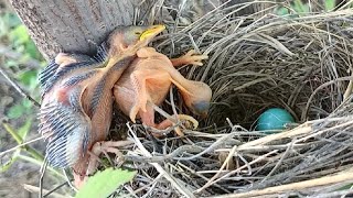 Cuckoo Chicks Survival Tactic Evicting Sibling Rivals [upl. by Cowey]