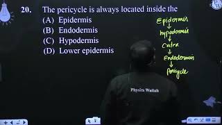 The pericycle is always located inside the [upl. by Aras]