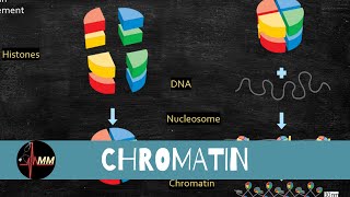 Chromatin Structure  Nucleosomes  Histones  USMLE  Med Madness [upl. by Francyne]