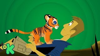 El tigre de bengala  Aventuras con los Kratt  Discovery Kids [upl. by Clie]