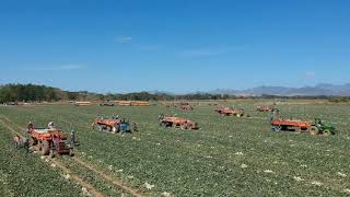 Melon Harvest  Cosecha de Melon [upl. by Iaht]