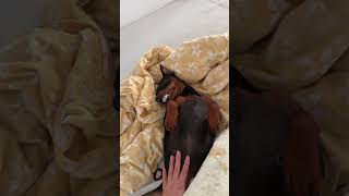 Miniature Pinscher Enjoying the Moment How He Loves Being Petted [upl. by Giavani]