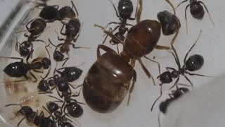 MY Lasius emarginatus ANT COLONY with Hundreds of Workers [upl. by Inahs]