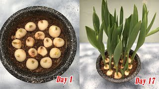 How to plant tulips in pots at home full update [upl. by Nnoryt]