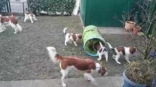 Kooikerhondje Welpen 9 Wochen spielen [upl. by Amerigo]