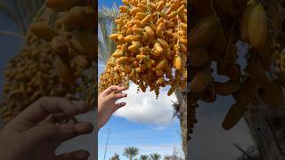 date palm fruits🌴 [upl. by Seif]