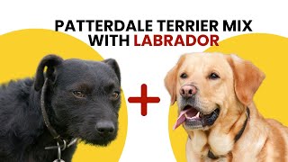 Everything About Patterdale Terrier Mix with Labrador [upl. by Radburn380]