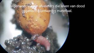 Birth of an earthwormGeboorte van een regenworm [upl. by Naihr156]