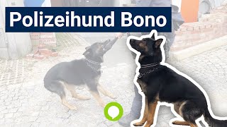 Polizeihund Bono im Training [upl. by Sherer360]