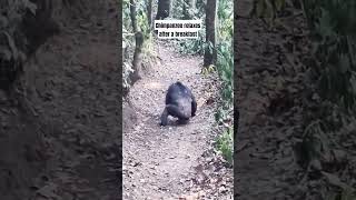 Chimpanzee of Nyungwe in Rwanda [upl. by Aztinad]