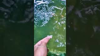 Dangerous😱Arapaima Feeding arapaima monster monsterfish [upl. by Paviour]