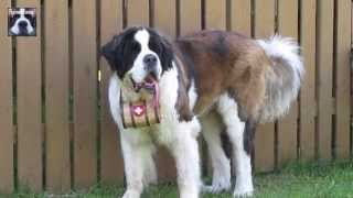 Humours of Whiskey  The St Bernards Barrel [upl. by Trela]