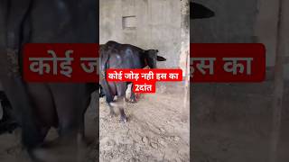 दो दांत मै कोई जोड़ नहीं cow murrah trending shorts animals pets viral ytstudio farming [upl. by Decker]