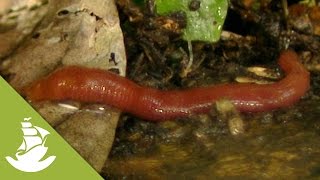 The giant red leech [upl. by Malet]