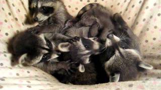 Five 8 week old baby raccoons playing in their hammock before bed [upl. by Nrol]