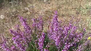 La Bruyère plante médicinale diurétique  Heather diuretic medicinal plant [upl. by Micah29]