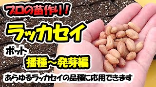 【苗のプロが教える！】ラッカセイの苗作り 播種～発芽編（9cmポット）あらゆる落花生の品種に応用できます [upl. by Idona826]