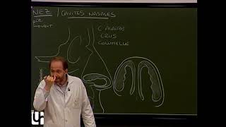 TC 3 Anatomie clinique des cavités nasales Clinical anatomy of the nasal cavities rhinencephalon [upl. by Carlton703]