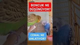 Boncuk İle Cemalin Planları Mı Var 🤔  short parrot birds muhabbetkuşu mavisce [upl. by Phaidra]