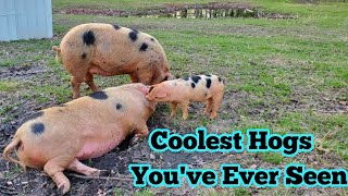 We Brought Home Some Of The Coolest Pigs Youve Ever Seen Gloucestershire Old Spots [upl. by Nagram]