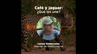 Café y jaguar ¿qué los une [upl. by Arol]