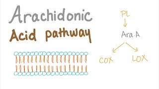 Arachidonic Acid Pathway The most Comprehensive Explanation  COX1 COX2 LOXProstaglandin LTNs [upl. by Cheria316]