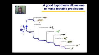 Phylogeny Part 3 [upl. by Ahsenad]