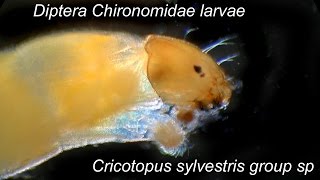 Cricotopus sylvestris group sp larvae [upl. by Afaw]