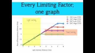 Limiting Factors of Photosynthesis [upl. by Eanrahc]